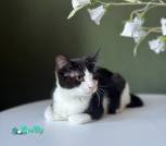 изображение_viber_2026-03-12_21-17-43-939