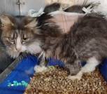 изображение_viber_2026-03-17_11-46-52-423