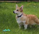 IMG_0335