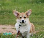 IMG_0463 — копия