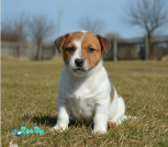 Photoroom_20260323_211015