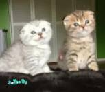 Screenshot_20260401_015315