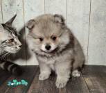 photo_13_2026-04-08_12-37-04