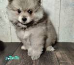 photo_15_2026-04-08_12-37-04