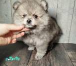 photo_18_2026-04-08_12-37-04