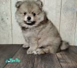 photo_9_2026-04-08_12-37-04