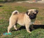 67876889-e4c4-47e8-8668-c4b34c55f5e2