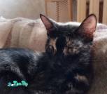 IMG_20240409_115032_ок