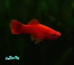 DSC_1043-standard-scale-4_00x-gigapixel (1)