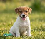 Photoroom_20260527_204207