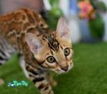 Conan13_1200
