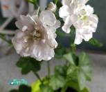 изображение_viber_2026-07-13_17-38-28-66110