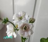 изображение_viber_2026-07-13_17-38-28-66111