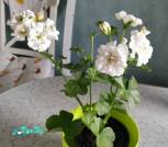 изображение_viber_2026-07-13_17-38-28-66112
