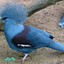 Голубохохлый-венценосный-голубь