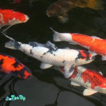 karp-koi-soderzhanie-v-akvariume_2-1024x647