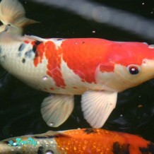 karp-koi-soderzhanie-v-akvariume_3-768x512