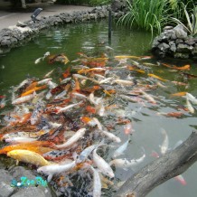 Batumi_Aquarium_Koi_Carp_02_kr10-rz_b4qm-pb