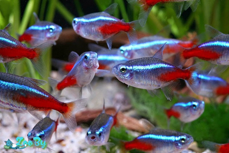 Рыбки аквариумные Неон Голубой