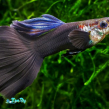 Ikan-Guppy-Delta-Tail