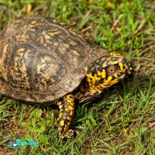 alabama-male-box-turtle-terrapene-carolina-kathy-clark