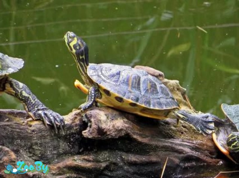 Водные черепахи в Минске