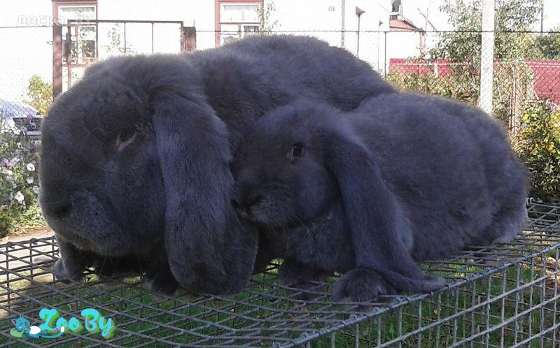 Кролики Французский баран купить в Поставах