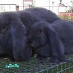 animal-husbandry-agricultural-animals-rabbits-nutrias-146709