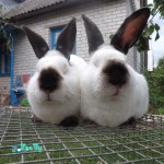 animal-husbandry-agricultural-animals-rabbits-nutrias-146710