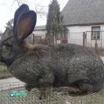 animal-husbandry-agricultural-animals-rabbits-nutrias-146711