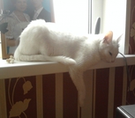 Кошка Белая Потерялась