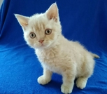 Котята Селкирк-рекс