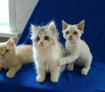 Котята Селкирк-рекс