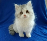 Котята Селкирк-рекс (кошки-овечки)