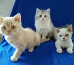 Котята Селкирк-рекс (кошки-овечки)