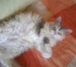 Котята Селкирк-рекс (кошки-овечки)
