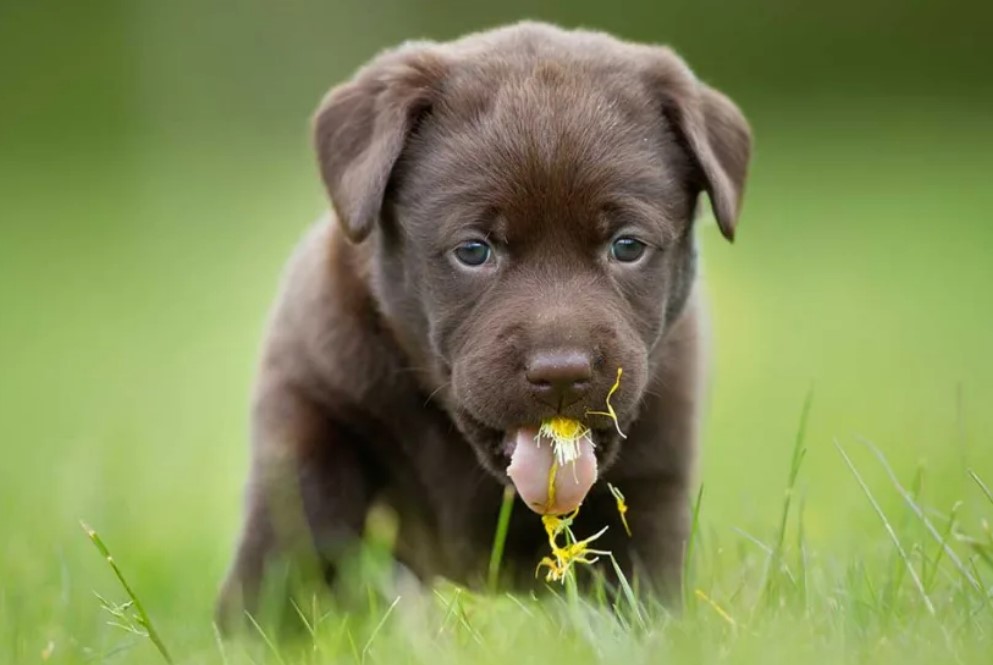 Непослушный щенок. Собака ест фото. Собака ест траву. Зачем собаки едят траву