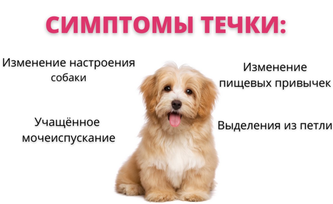 Первые течки у собак и щенков: признаки эструса, возраст, сроки вязки,  продолжительность, особенности