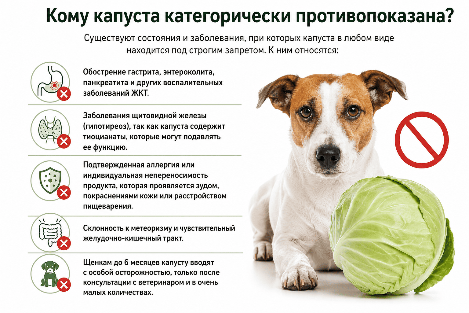 Какую капусту нельзя давать собакам