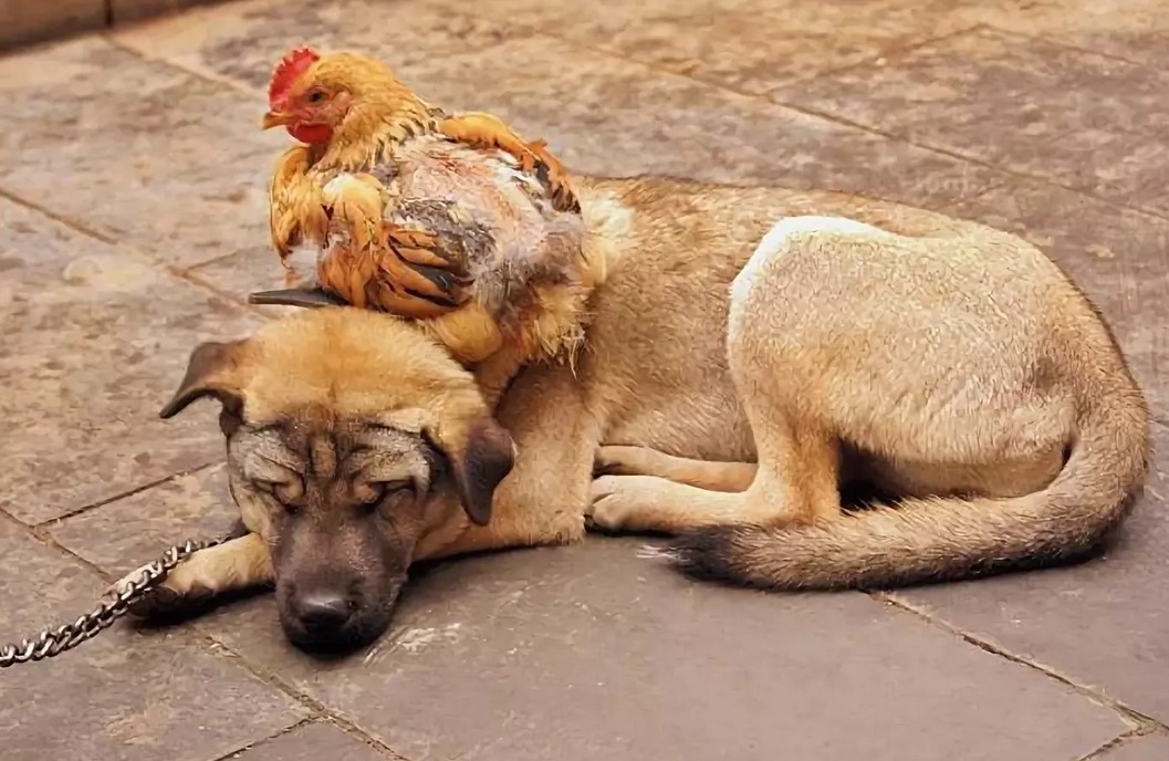 Картинка петух и собака. Собака и куры. Петух и собака. Необычная Дружба животных. Курица пес.