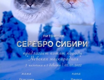 Шикарные Невские Маскарадные котята из питомника 