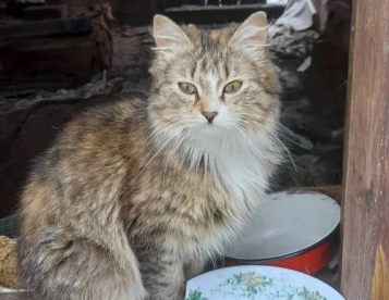 Кошка в хорошие руки
