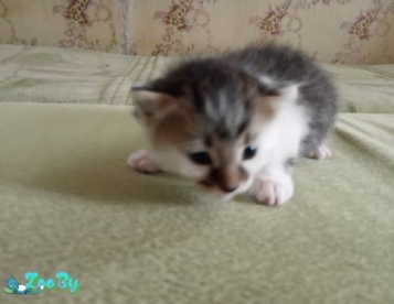 Котик