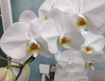 Орхидея (Фаленопсис)-большие цветоносы и цветы
