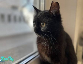 Очаровательная черная кошечка котенок Шэлли в дар добрым сердцам! 