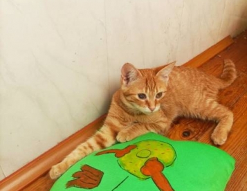 Нежная маленькая рыжая кошечка котенок Апельсинка ищет дом и любящую семью! 