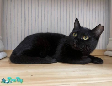 Очаровательная черная кошечка котенок Агата в дар добрым сердцам! 