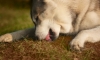 Почему собака ест камни: причины, в чем опасность и как отучить