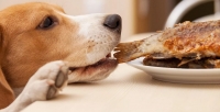 Можно ли давать собакам рыбу: запрещенные виды рыбы для щенков