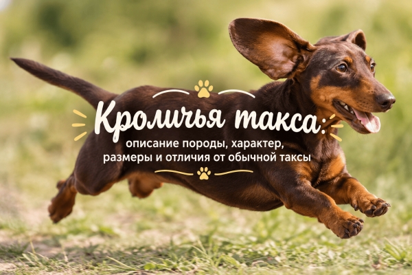 Кроличья такса